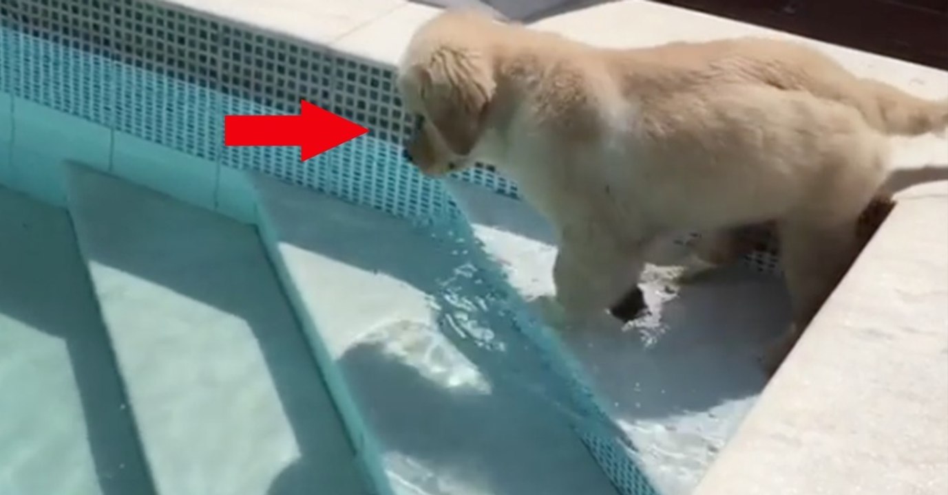Dieser Golden Retriever Welpe traut sich nicht in das kühlende Nass zu springen, doch dann...