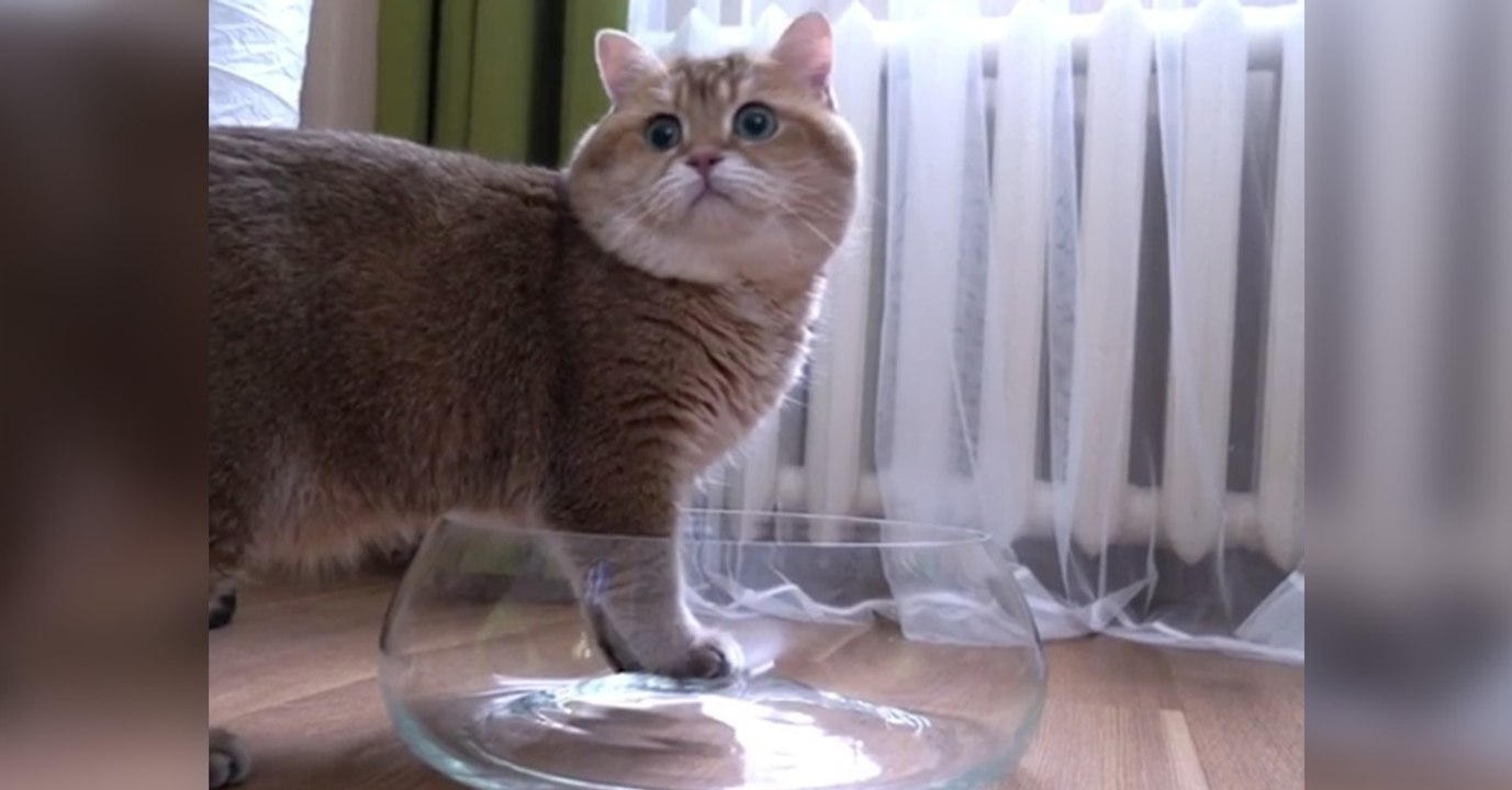 Frauchen hat eine neue Vase. Doch seht, was Mimi gleich damit macht...