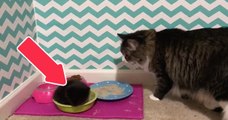 Die Katze möchte essen, doch da entdeckt sie etwas wirklich komisches in ihrem Futternapf!