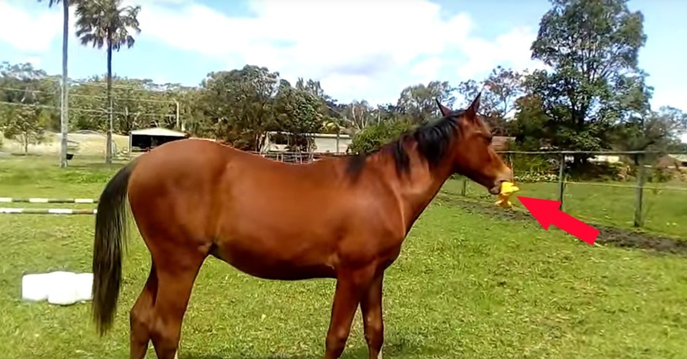 Was dieses Pferd gleich mit seinem Spielzeug anstellt, wird euch zum Lachen bringen! Der Wahnsinn!
