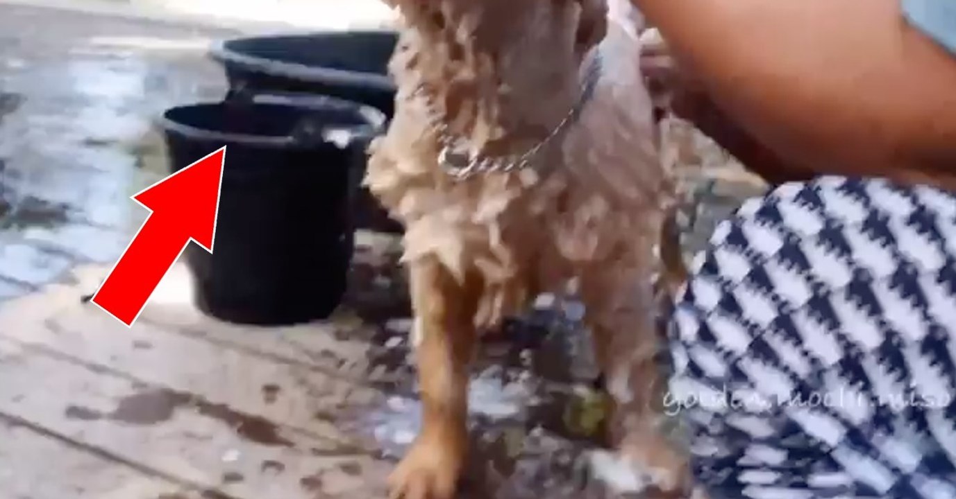 Für Goldie ist heute Waschtag angesagt! Doch was er gleich macht, ist atemberaubend!