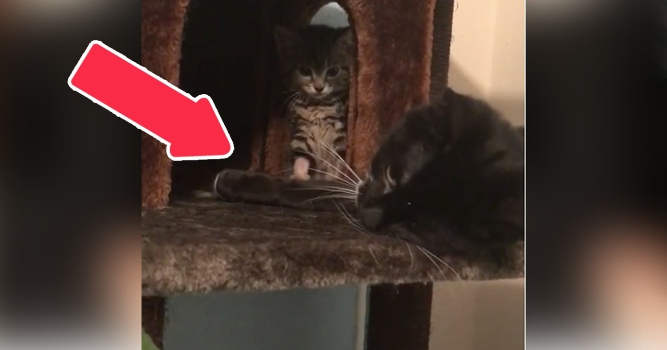 Das Kätzchen möchte spielen! Doch mit der Reaktion des Katers hat es nicht gerechnet!