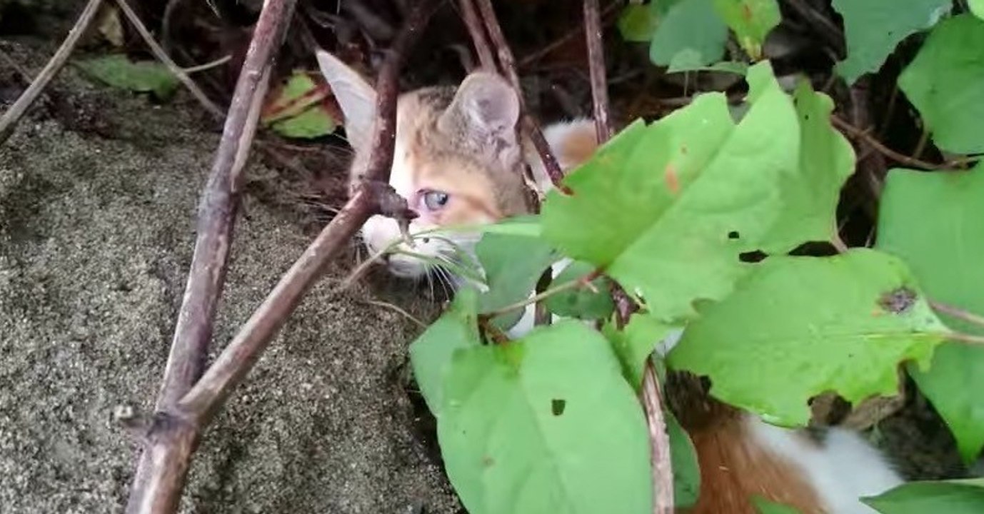 Dieses Kätzchen erlitt einen schrecklichen Unfall und fiel von einer Brücke, doch dann...