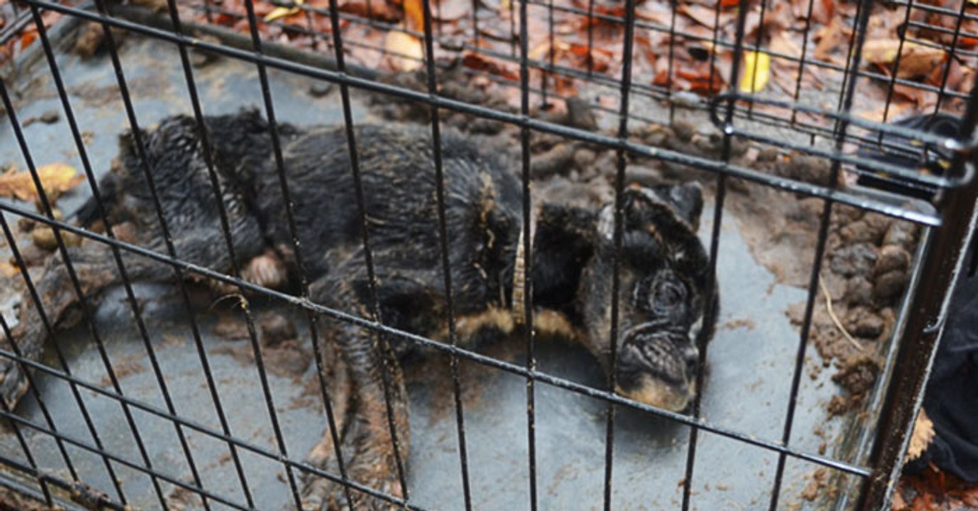 Tierquälerei: Ihre Besitzer liessen diese kleine Hündin in einem engen Käfig aushungern