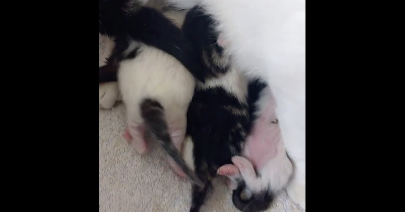 Diese Kätzchen haben Hunger! Doch achtet auf das Kleine links! Damit hätte keiner gerechnet!