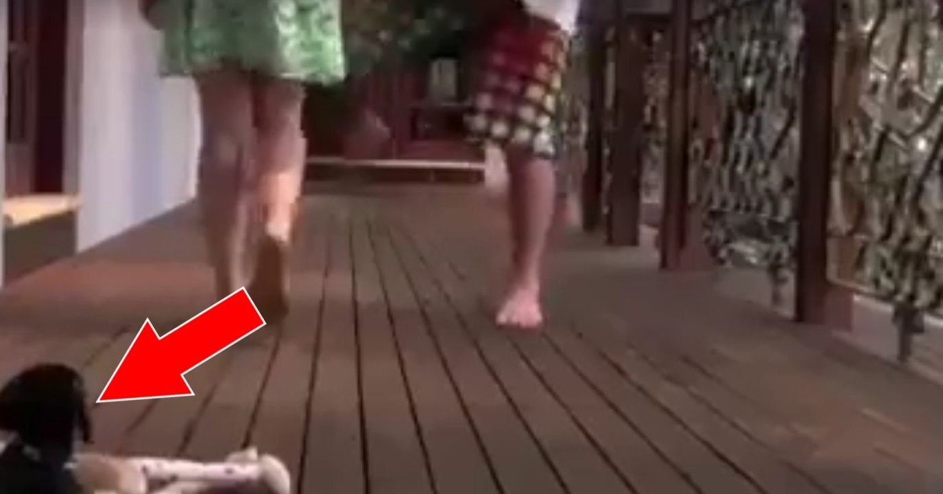 Dackel beschützt sein frauchen vor schlägen und tritten