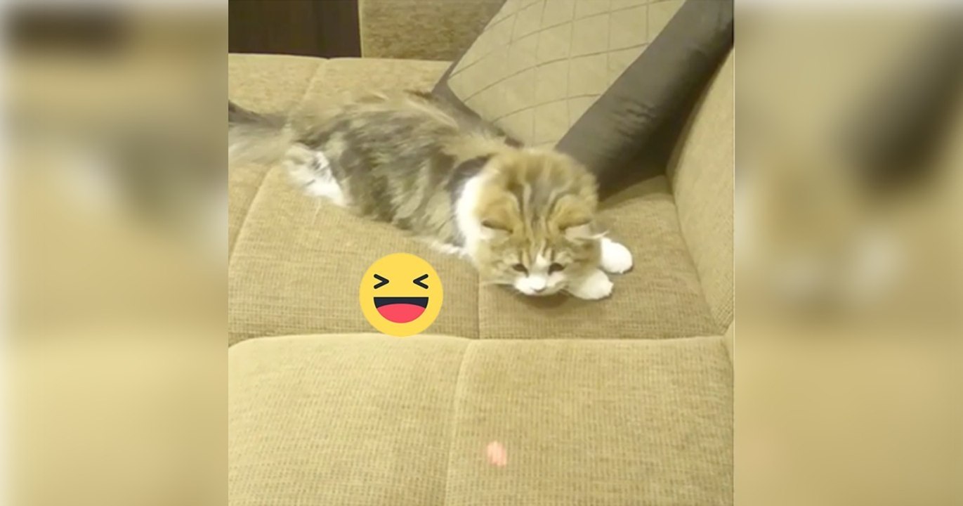 Diese Katze wird ganz wuschig, als sie den roten Punkt sieht! Einfach genial!