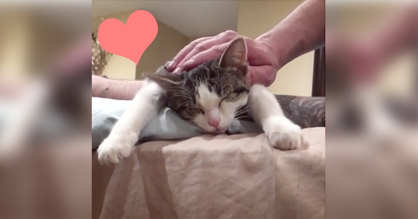 Diese Katze wird von ihrem Herrchen gestreichelt und ist dabei tiefenentspannt! Das müsst ihr gesehen haben!