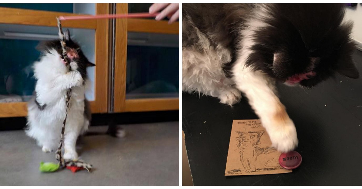 Wegen ihrer 'Monster-Katze' bekommt sie hasserfüllte Nachrichten. Einfach schrecklich!