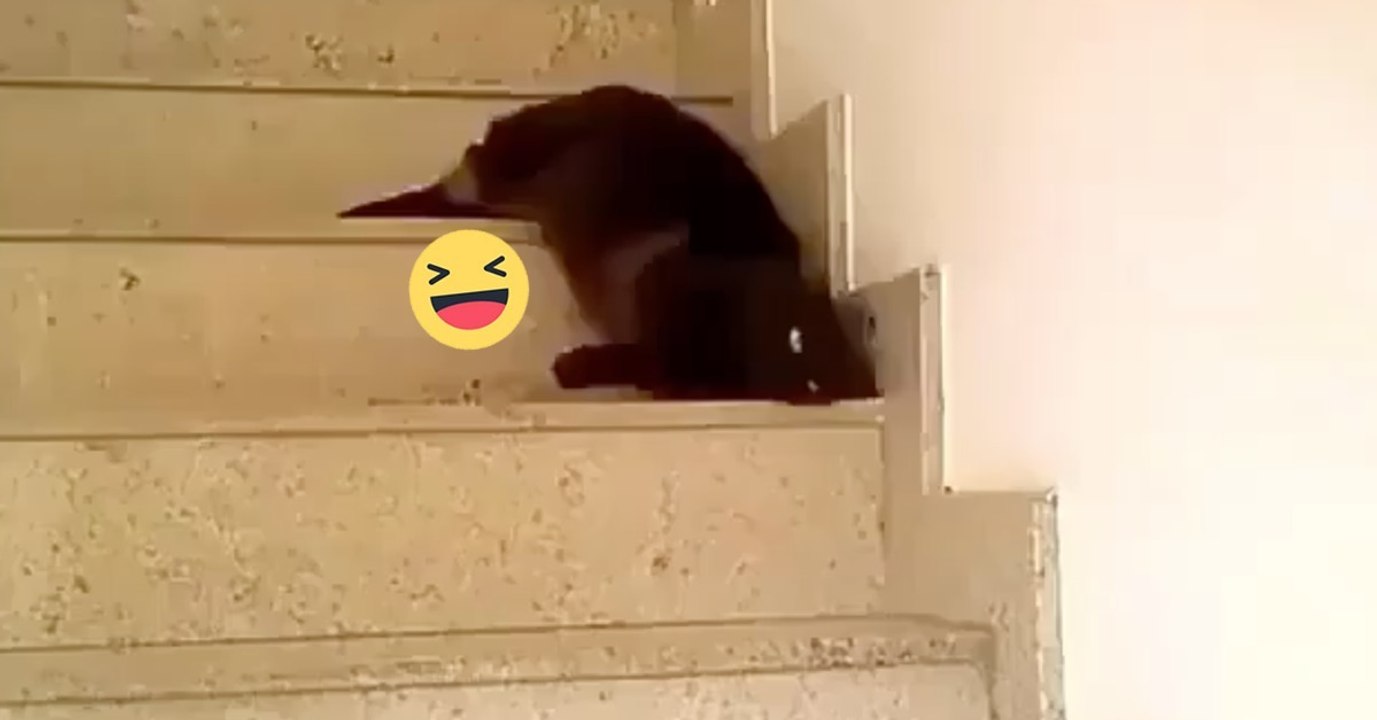 Diese Katze ist an Faulheit kaum zu übertreffen, doch gleich passiert etwas unglaublich witziges!