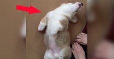 Dieser Corgi möchte den Bauch gekrault bekommen! Er hat eine ganz besondere Art, das seinem Frauchen mitzuteilen! Der Wahnsinn!