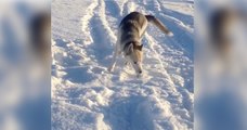 Dieser Husky liebt den Schnee! Was er gleich macht, wird euch zum Lachen bringen!