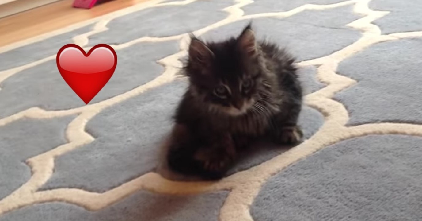Dieses kleine Maine Coon Kätzchen ist erst acht Wochen alt! Doch seht, was es gleich süßes machen wird!