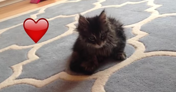 Dieses kleine Maine Coon Kätzchen ist erst acht Wochen alt! Doch seht, was es gleich süßes machen wird!