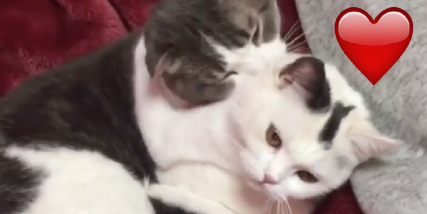 Timmy möchte schlafen, doch dann hat Rocko eine andere Idee! Einfach herzallerliebst, wie die Beiden miteinander umgehen!