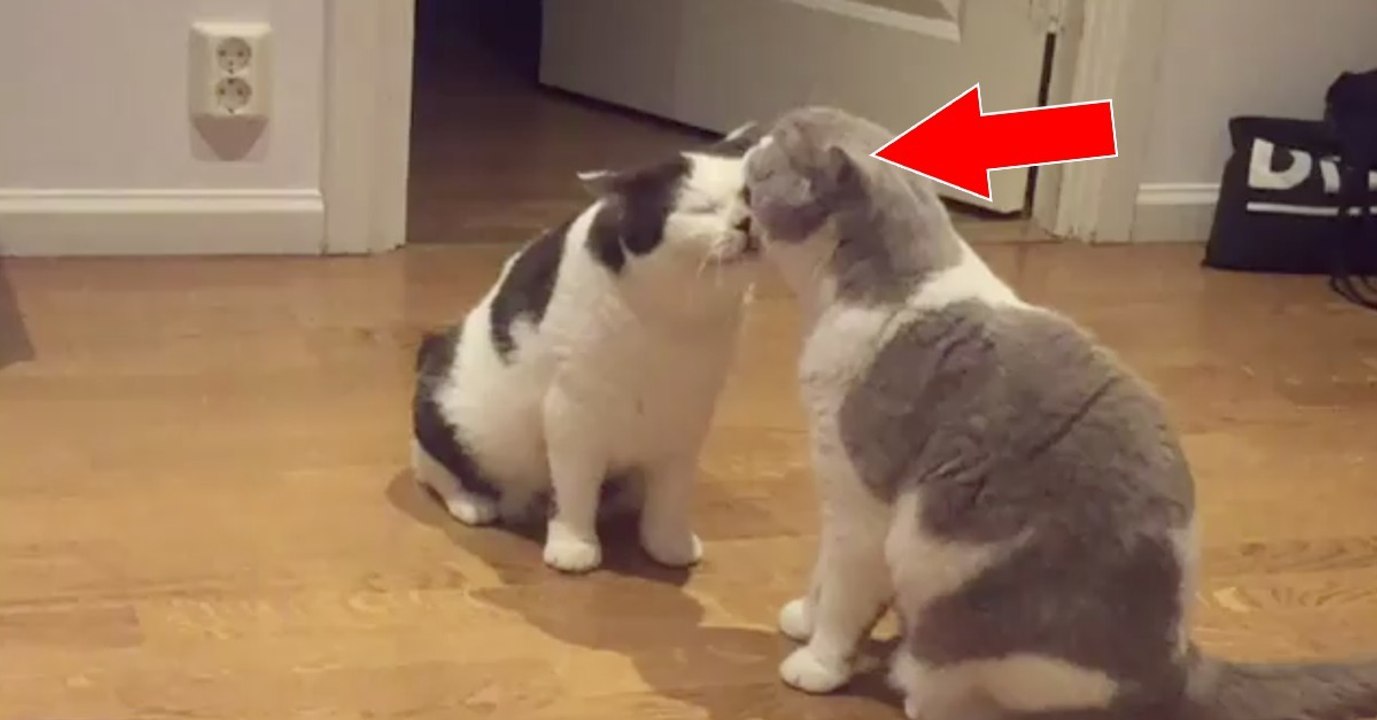 Katzen schmusen zusammen und überlegen es sich dann aber anders...