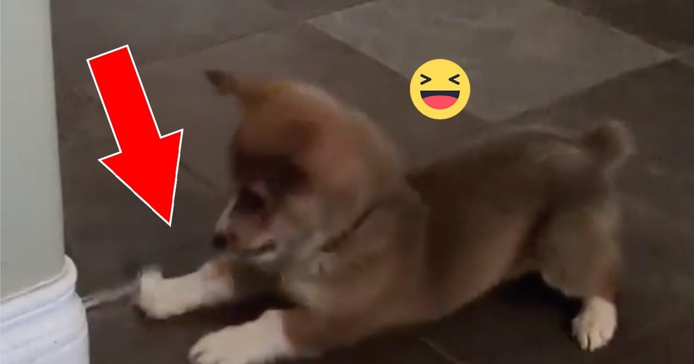 Dieser Corgi hat den Türstopper entdeckt, achtet darauf, was er geniales mit seiner rechten Pfote macht!