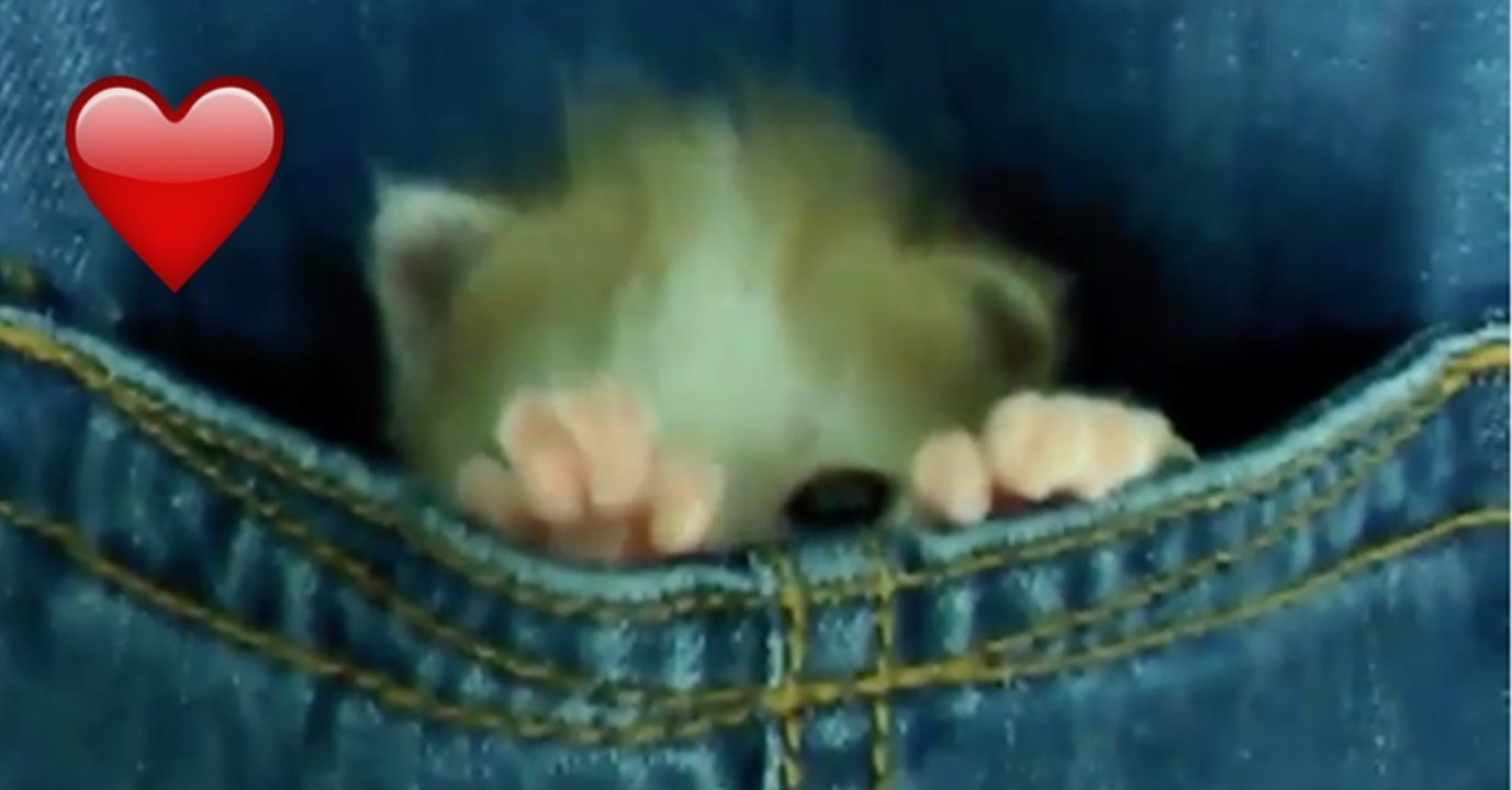 Dieses Fellknäuel hat einen ganz besonderen Schlafplatz! Als es aufwacht,...