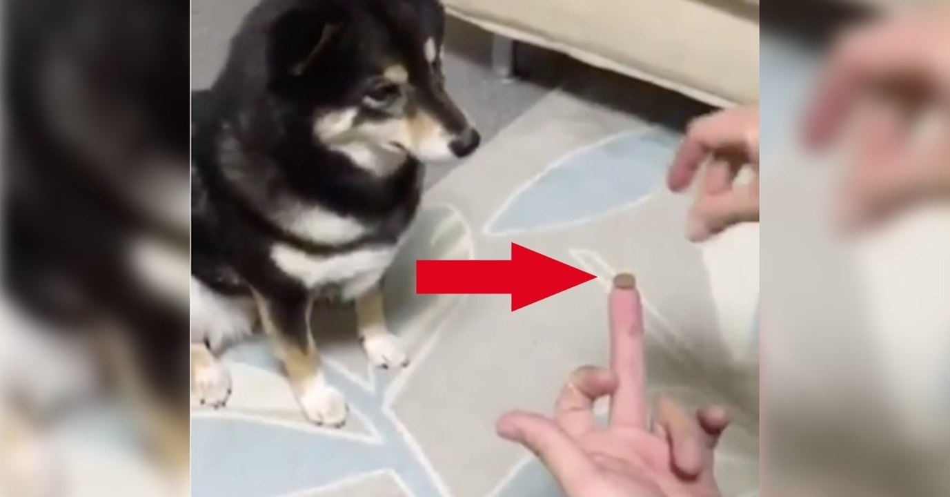 Dieser Hund wird von seinem Herrchen reingelegt! Seine Reaktion wird euch zum Lachen bringen!