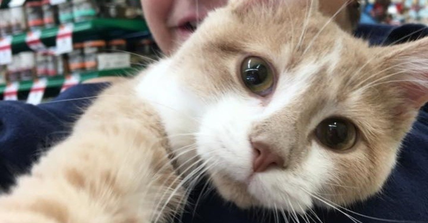 Die Katze versteht plötzlich, dass sie endlich adoptiert wurde