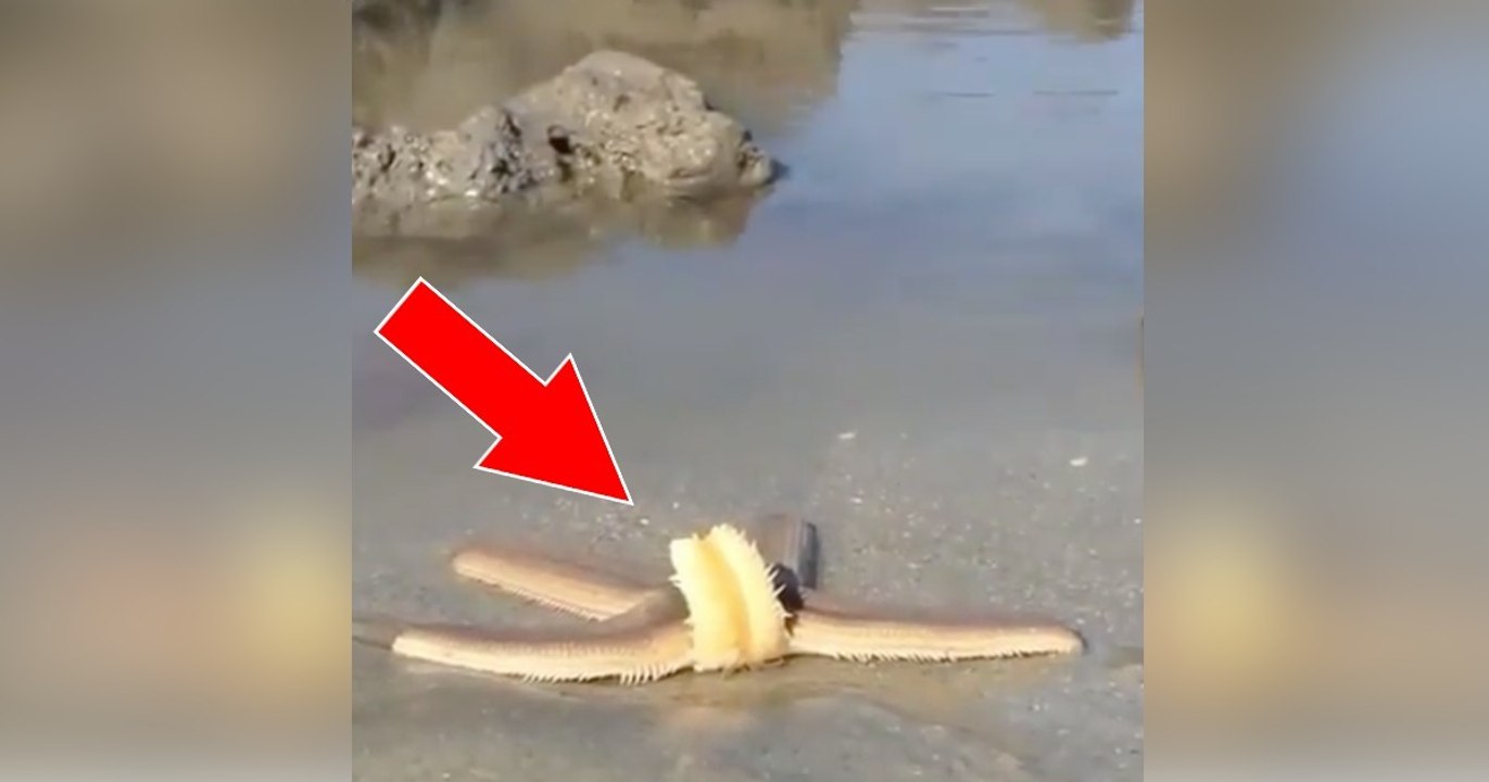 Ein laufender seestern! der mechanismus ist beeindruckend!