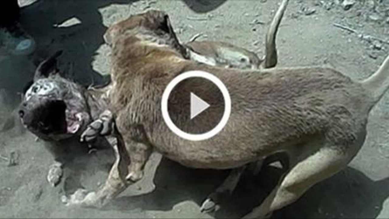 Weil seine Pitbull-Hündin nicht kämpfen wollte, schickt er sie in einen brutalen Hundekampf zum Sterben!