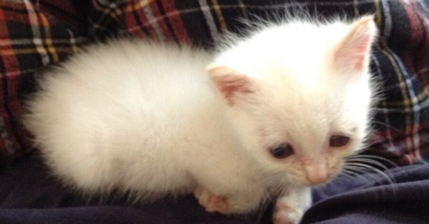 Eine Frau rettet ein im Tierheim abgegebenes Kätzchen wegen seiner seltsamen Augen