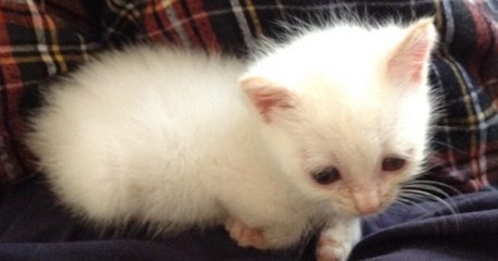 Eine Frau rettet ein im Tierheim abgegebenes Kätzchen wegen seiner seltsamen Augen