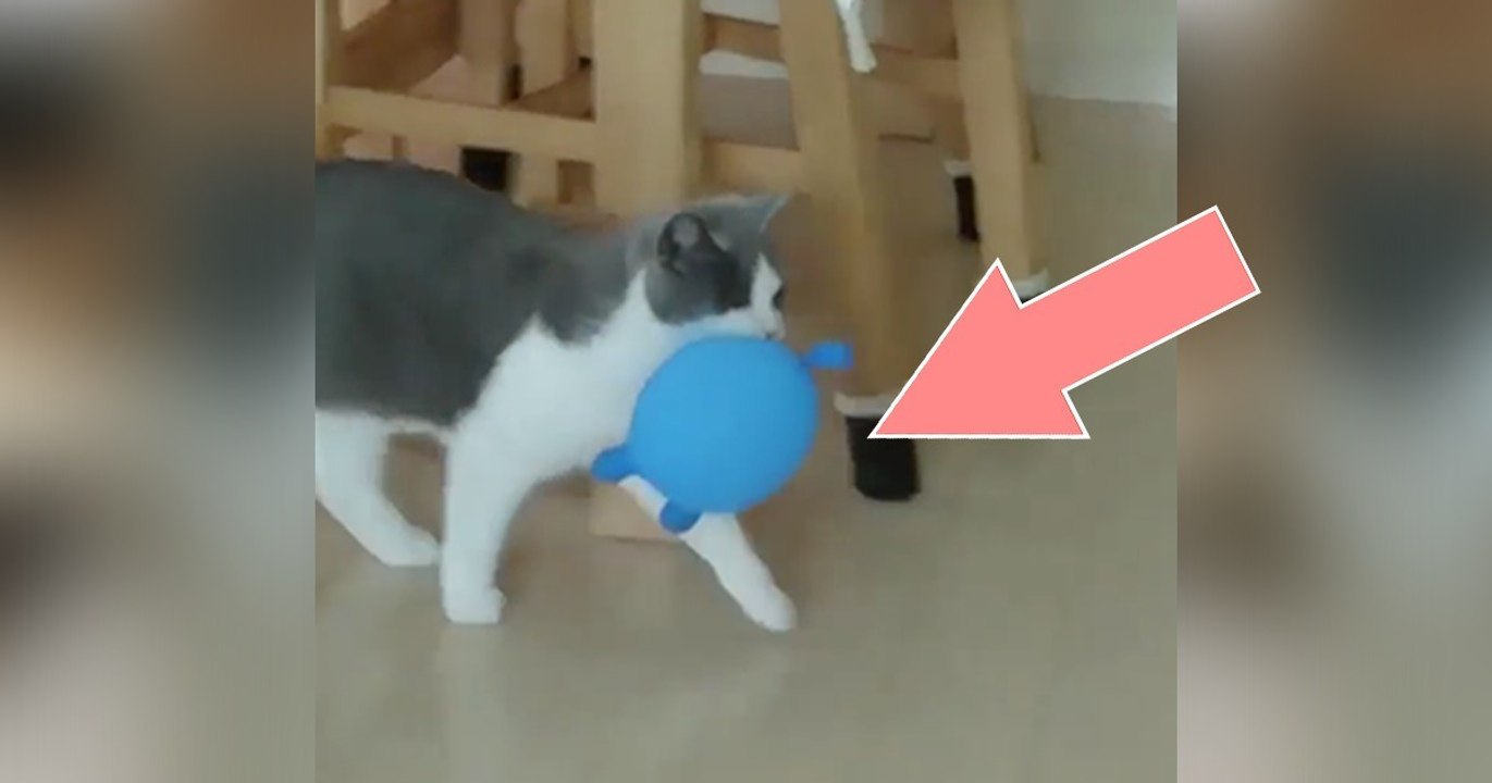 Diese Katze hat den Luftballon gefangen, doch DARAUF war sie nicht gefasst! Einfach zu komisch!