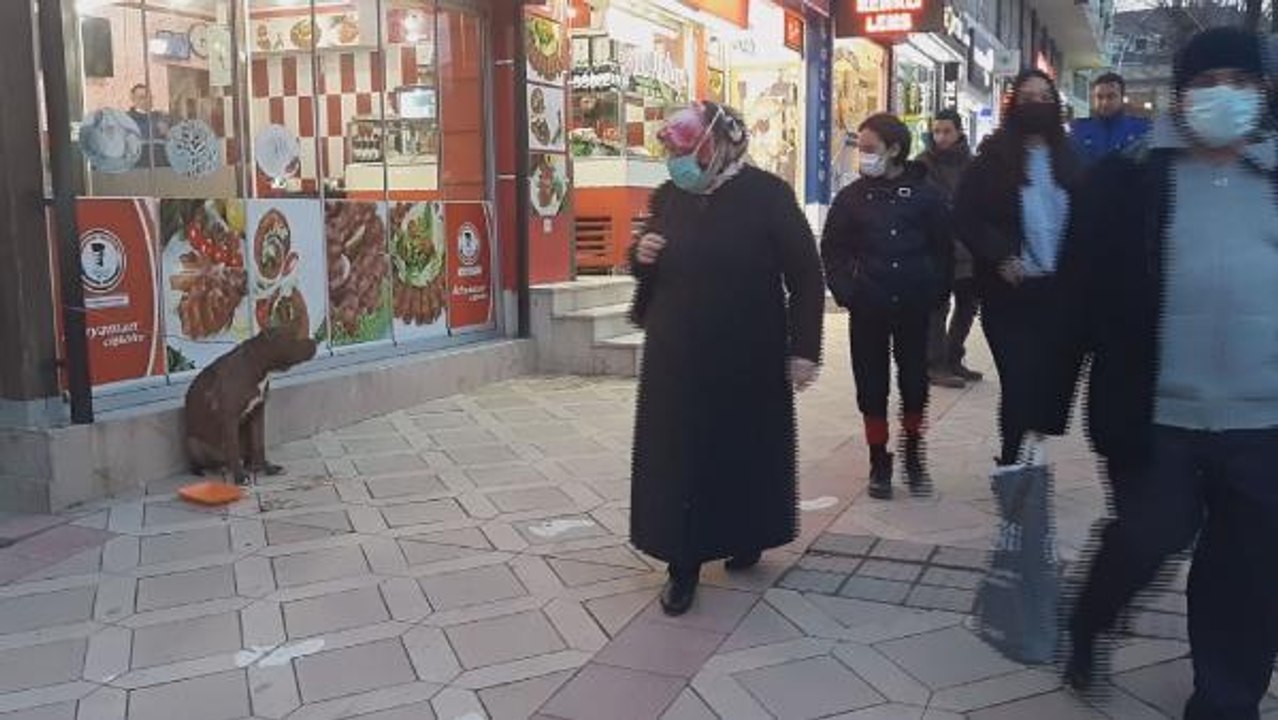 YASAKLI CİNS KÖPEK BARINAĞA GÖTÜRÜLDÜ