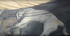 Ein amerikanischer Marinesoldat adoptiert einen Hund auf seiner Mission in Afghanistan