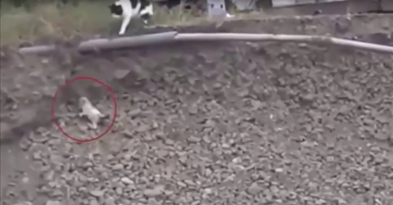 Als diese Katze den hilflosen Welpen sieht, reagiert sie ganz einzigartig! Ihr werdet staunen!