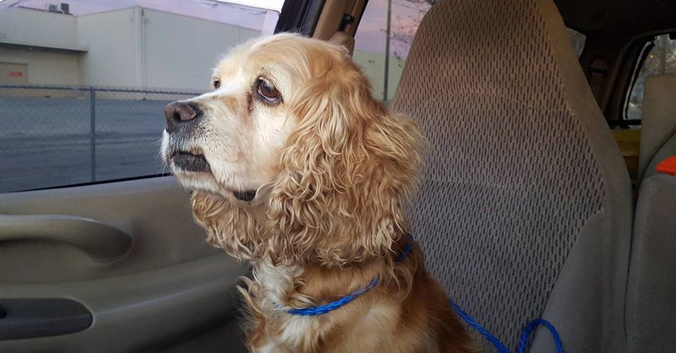 Tierheim: Hundehalter geben Hündin ab und stellen skandalöse Forderung