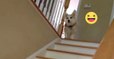 Dieser Corgi hat eine ganz besondere Art die Treppe herunterzugehen! So etwas habt ihr noch nicht gesehen!