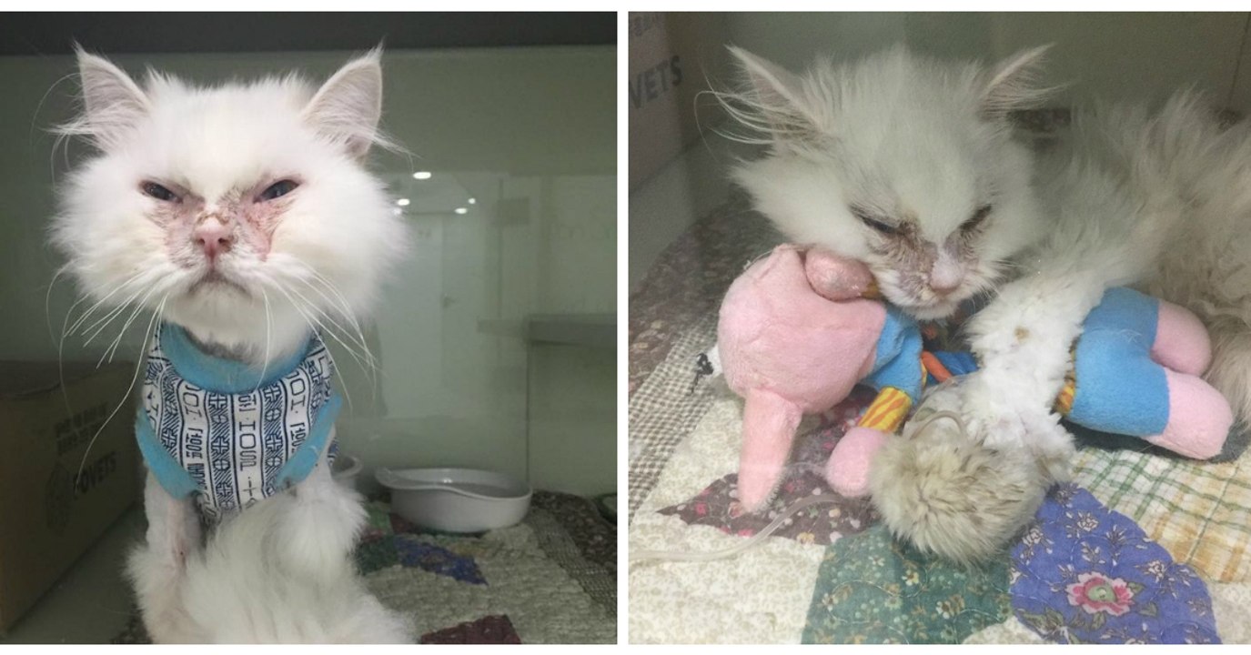 Eine Frau adoptiert eine Katze und rettet sie so vor dem Einschläfern