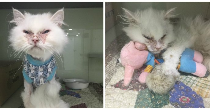 Eine Frau adoptiert eine Katze und rettet sie so vor dem Einschläfern