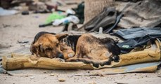 Mexiko: Eine Frau findet einen blinden Hund auf einer Matratze im Müll