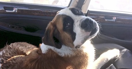 Dieser Hund musste aus Platzmangel ein Jahr lang in einem kleinen Käfig hausen