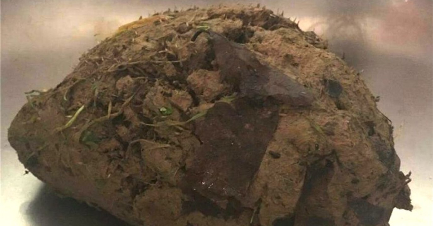 Ein Mann findet einen Igel in einem Lehmklumpen