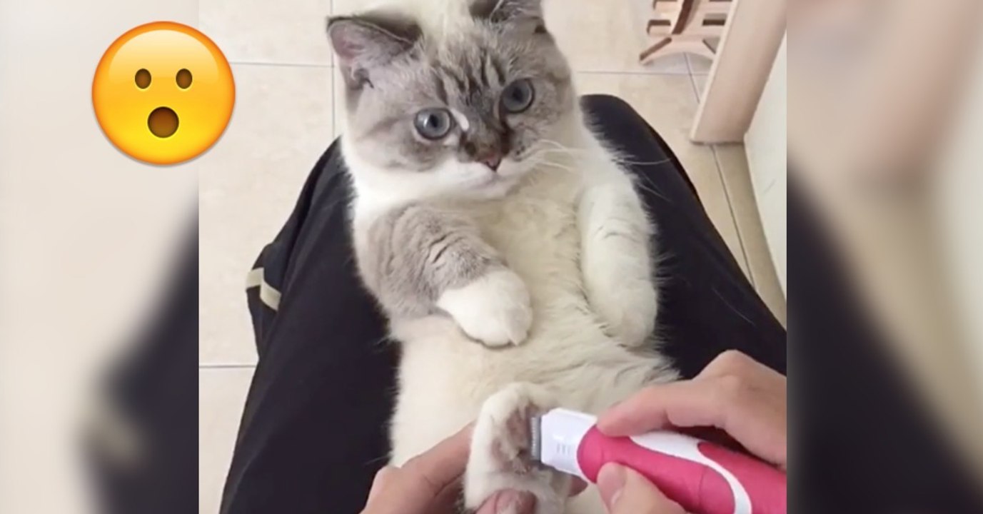 Diese Katze geht zur Pediküre! Ihre Reaktion ist einfach göttlich!
