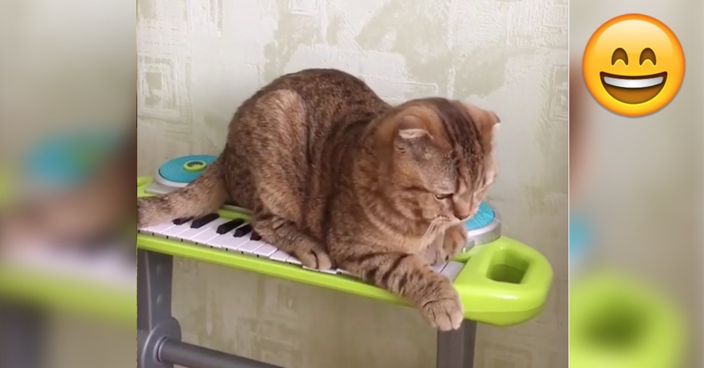 Als sich die Katze auf das Klavier setzt, passiert etwas wirklich witziges!