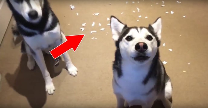 Diese beiden Hunde haben etwas ausgefressen, doch ihre Reaktion ist der Wahnsinn!
