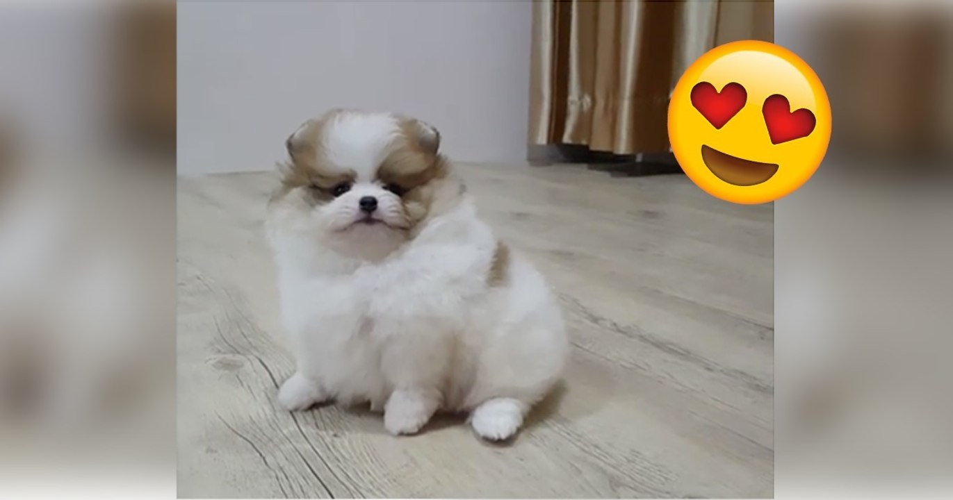 Diese fluffige Knutschkugel versucht zu bellen. Sie wird euch verzaubern!