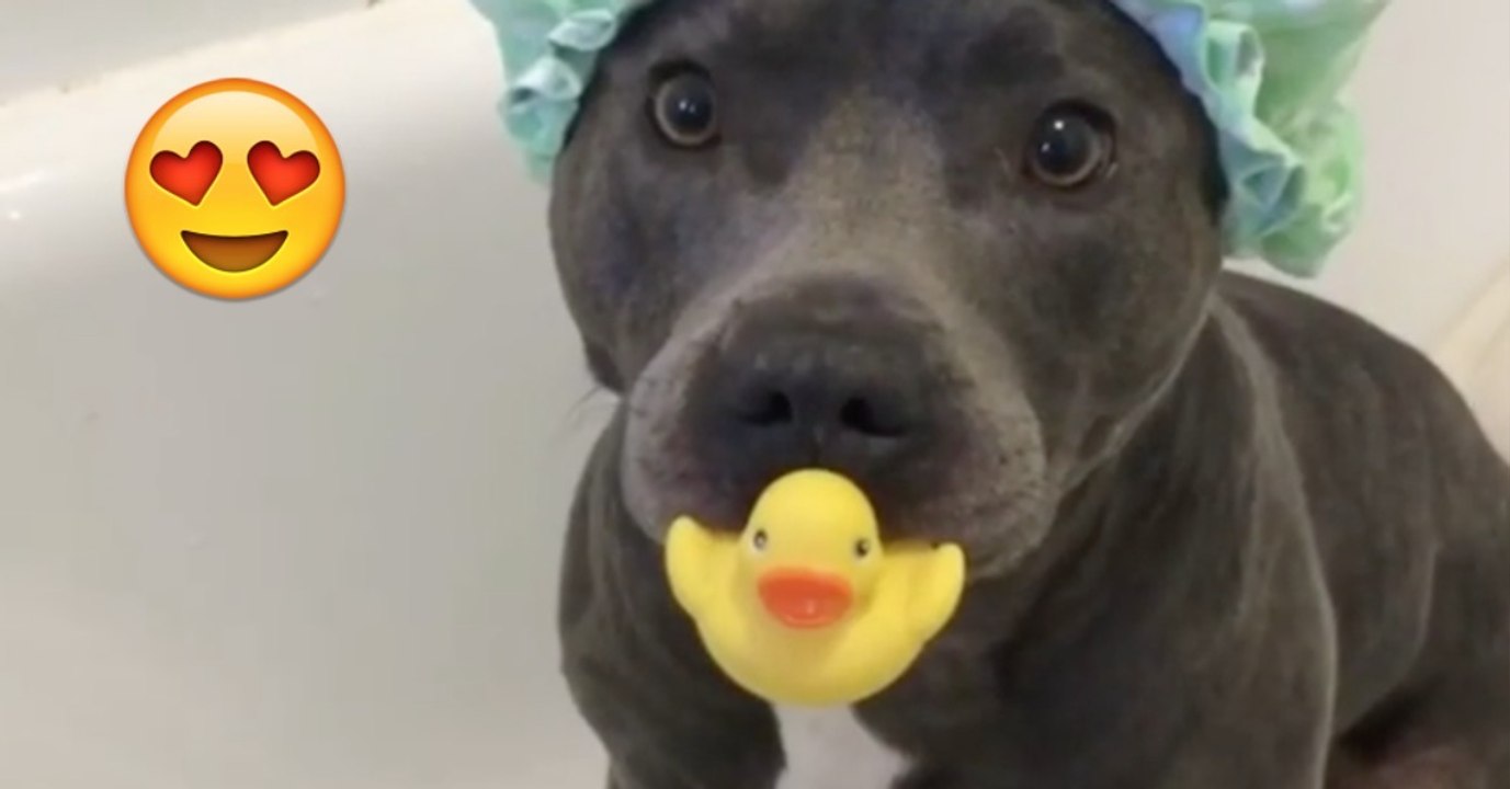 Wie dieser Pitbull seine Dusche genießt, wird euch den Tag versüßen! Achtet darauf, was er mit seinem Quietscheentche macht!
