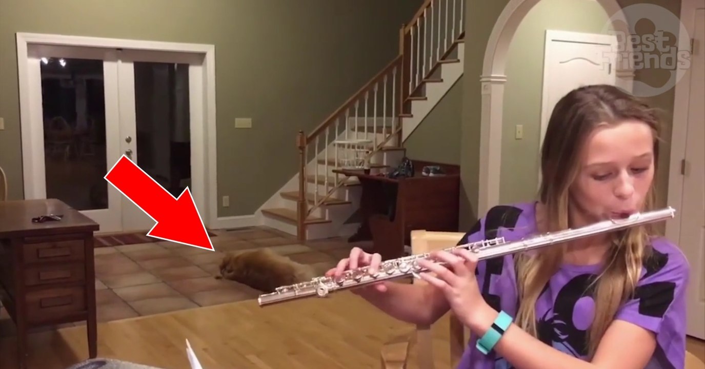 Sie spielt Querflöte, doch ihr Hund reagiert unglaublich witzig darauf!