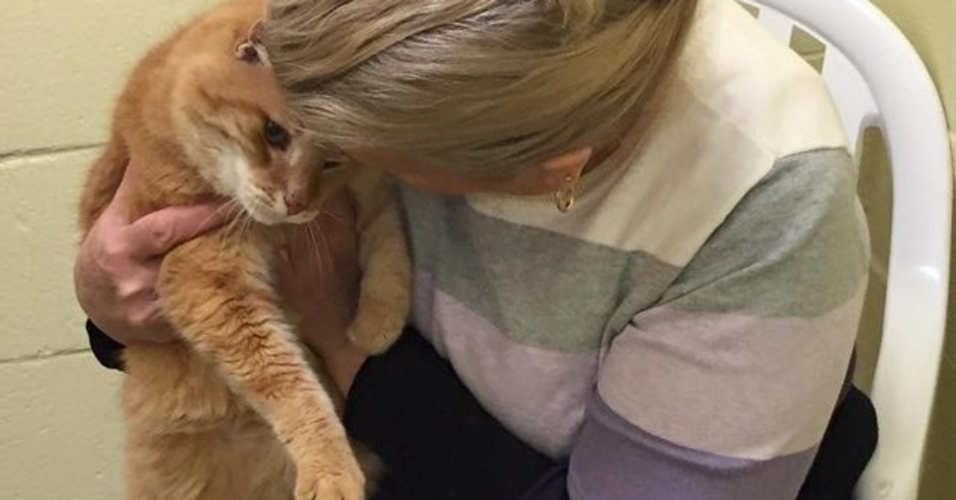 Sie adoptiert einen Kater doch er kann nicht aufhören zu weinen