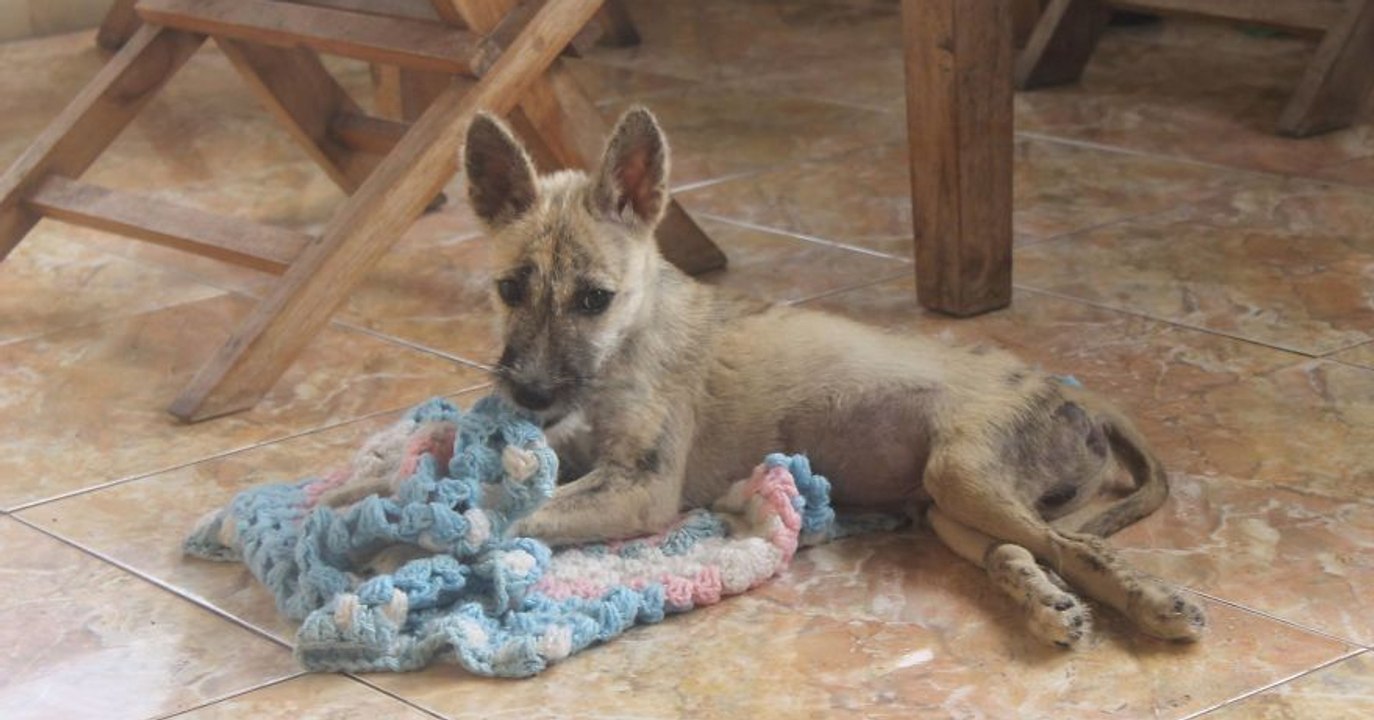Er rettet einen angefahrenen Hund und bringt ihn ins Tierheim... Doch als er ihn ein paar Monate später besuchen kommt, ist er schockiert!