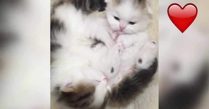 Diese beiden Kätzchen sollen schlafen, doch achte auf das kleine rechts! Einfach zu süß!