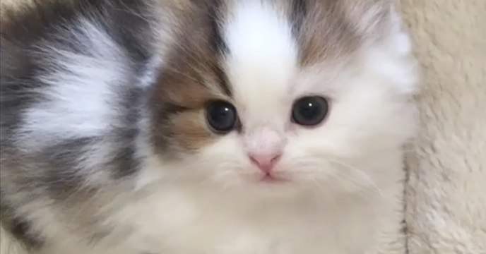 Dieses flauschige Kätzchen ist das süßeste, was ihr heute sehen werdet! Ihr werdet euch verlieben!