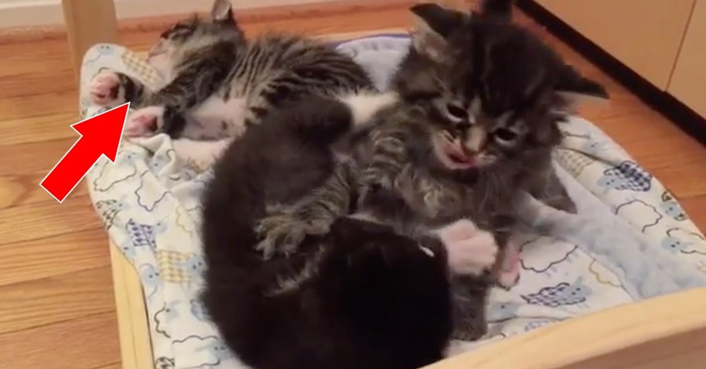 Diese beiden Kätzchen raufen neben ihrem Geschwisterchen. Doch dessen Reaktion ist einfach genial!